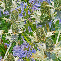 Buy canvas prints of Sea Holly And Blue Alliums by Noreen Linale