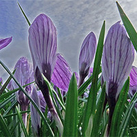 Buy canvas prints of Purple Crocuses by Noreen Linale