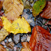 Buy canvas prints of Autumn Leaves by Noreen Linale