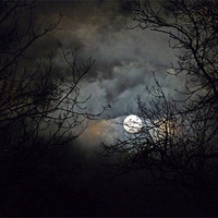 Buy canvas prints of Winter Moon by Noreen Linale