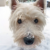 Buy canvas prints of Our Westie by Noreen Linale
