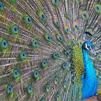 Buy canvas prints of Peacock by Noreen Linale
