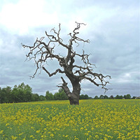 Buy canvas prints of Field of Rapeseed by Noreen Linale