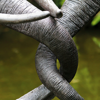 Buy canvas prints of Tangled Trunks by Ray Shiu