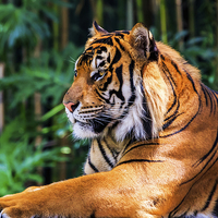 Buy canvas prints of Regal Tiger by Ray Shiu