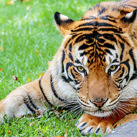 Buy canvas prints of Pre-pounce Tiger by Ray Shiu