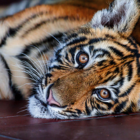 Buy canvas prints of Baby Tiger by Ray Shiu