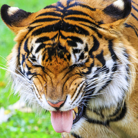 Buy canvas prints of Disgusted Tiger by Ray Shiu