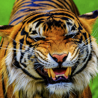 Buy canvas prints of Growling Tiger by Ray Shiu