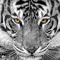 Buy canvas prints of Eye of the tiger by Ray Shiu