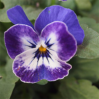 Buy canvas prints of Pansy #2 by Heidi Cameron