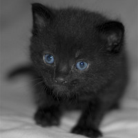 Buy canvas prints of Cute pure black kitten by Daniel Fong