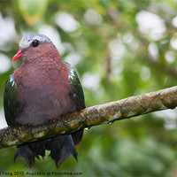 Buy canvas prints of Emerald Dove by Daniel Fong