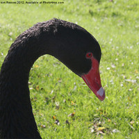 Buy canvas prints of Black Swan by kim Reeves