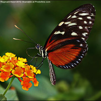 Buy canvas prints of Butterfly by Reginald Hood
