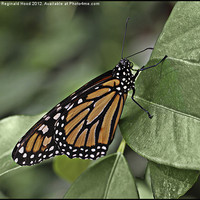 Buy canvas prints of Monarch Butterfly by Reginald Hood