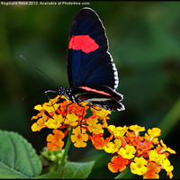 Buy canvas prints of Butterfly by Reginald Hood