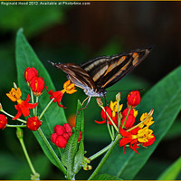 Buy canvas prints of Banded Orange Butterfly by Reginald Hood