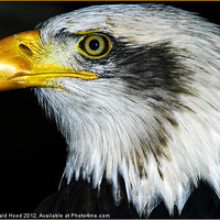 Buy canvas prints of bald eagle by Reginald Hood