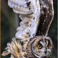 Buy canvas prints of tawny owl by Reginald Hood