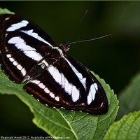 Buy canvas prints of Banded White by Reginald Hood