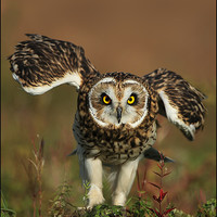 Buy canvas prints of Owl by Reginald Hood