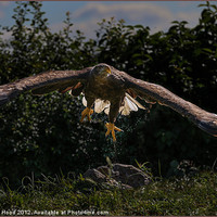 Buy canvas prints of White Tailed Norwegian Fish Eagle by Reginald Hood