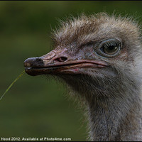 Buy canvas prints of Ostrich by Reginald Hood