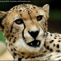 Buy canvas prints of Cheetah by Reginald Hood