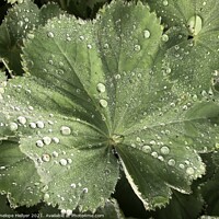 Buy canvas prints of Alchemilla Raindrops by Penelope Hellyer