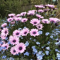 Buy canvas prints of Pink Daisies & Blue Forget me not by Penelope Hellyer