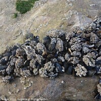 Buy canvas prints of Clustering mussels and barnacles by Penelope Hellyer