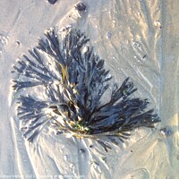 Buy canvas prints of Sandy Seaweed by Penelope Hellyer