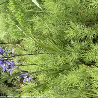 Buy canvas prints of Camassia and feathery foliage by Penelope Hellyer
