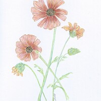 Buy canvas prints of Crayon Daisies by Penelope Hellyer