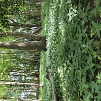 Buy canvas prints of Wild Garlic at Marline Valley Woods  by Penelope Hellyer