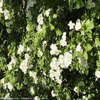 Buy canvas prints of Wild Rose at Marline Valley Woods  by Penelope Hellyer