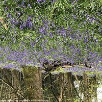 Buy canvas prints of Bluebells at Marline Valley Woods by Penelope Hellyer