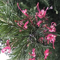 Buy canvas prints of Grevillea juniperina by Penelope Hellyer