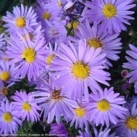Buy canvas prints of Autumn Daisy by Penelope Hellyer