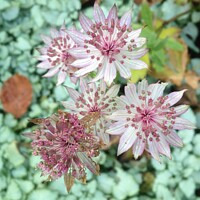 Buy canvas prints of Astrantia Roma by Penelope Hellyer