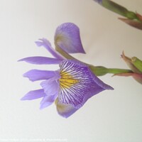 Buy canvas prints of Iris by Penelope Hellyer