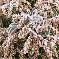 Buy canvas prints of Frosted Pieris by Penelope Hellyer