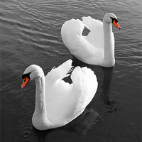 Buy canvas prints of Swans at Gartmorn by Jim Bryce