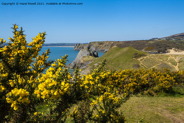 Gorse at Three Cliffs Bay Picture Board by Hazel Powell