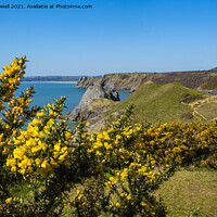Buy canvas prints of Gorse at Three Cliffs Bay by Hazel Powell