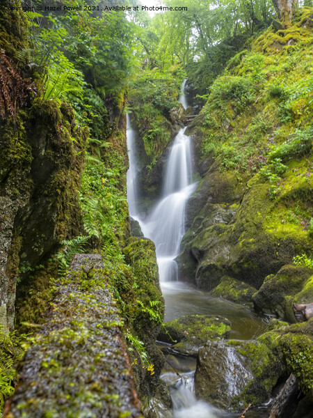 Stock Ghyll Force Picture Board by Hazel Powell