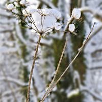 Buy canvas prints of Snow Flowers by Hazel Powell