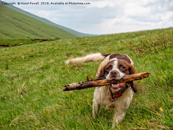 I brought the stick back! Picture Board by Hazel Powell