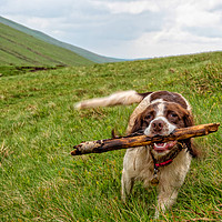 Buy canvas prints of I brought the stick back! by Hazel Powell